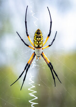 Yellow Garden Spider In The Shadow Creek Ranch Nature Park In Pearland, Texas!