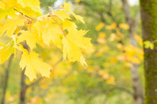 Bright Yellow Fall Leaves On A Blurry Green And Yellow Autumn Background, For Design, Templates, Textures