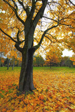 Autumn Landscape With Maple Tree And Yellow Leaves In The Park
