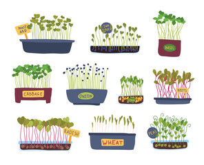 Sticker - Cartoon Color Micro Greens in a Pot Icon Set Flat Design Style Include of Cabbage, Pea, Onion and Basil. Vector illustration