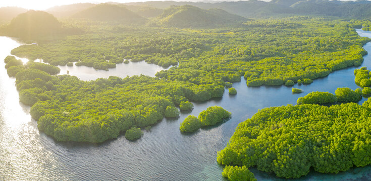 anavilhanas archipelago, flooded amazonia forest in negro river, amazonas, brazil. aerial drone view