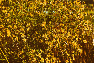 Wall Mural - Natural floral background with yellow vintage wildflowers