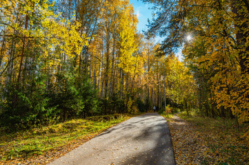 Wall Mural - alley in the autumn forest.