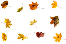 Background: Autumn Maple Leaves On White.