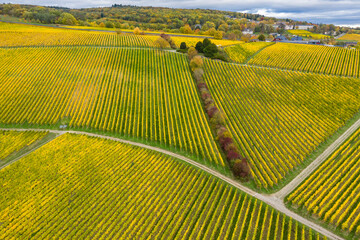 A bird`s eye view of the beautiful golden colored vineyards near Hattenheim - Germany in the Rheingau in autumn