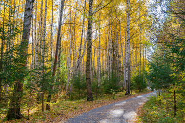 Wall Mural - alley in the autumn forest.