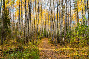 Wall Mural - alley of autumn birches