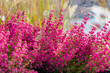 Selective focus bush of purple pink bell heather flowers, Calluna vulgaris (heath, ling) is the sole species in the genus Calluna in the flowering plant family Erica gracilis, Nature floral background