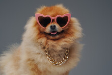 Orange Pomeranian Spitz Dog With Sunglasses And Chain