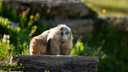 Wall Mural - A hoary marmot sits on a rock in a green flower filled alpine meadow and scratches an itchy shoulder while sunlight makes it's fur glow from behind. 