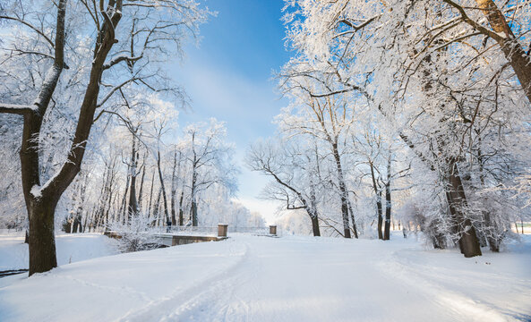 Fototapete - Panorama of beautiful winter park