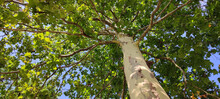 Tall, Beautiful Plane Tree Drowning In Colorful Green Leafage
