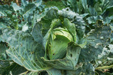 Fototapeta Tulipany - Green leaky cabbage leaves damaged by cabbage butterfly. Negative impact of insects while growing vegetables. Problems of gardening
