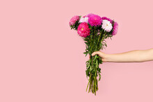 A Large Bouquet Of Beautiful Pink And White Asters In Hand Isolated On Pink Background. Autumn Flowers Bouquet. Banner With Copy Space. Asters Symbolize Love, Wisdom And Faith