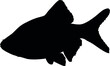 Sumatran Barbell, Puntigrus Tetrazona, Tropical Aquarium Fish, Freshwater Aquarium, Detailed Realistic Silhouette