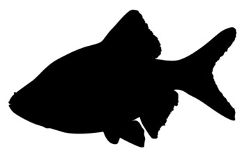 Sumatran Barbell, Puntigrus Tetrazona, Tropical Aquarium Fish, Freshwater Aquarium, Detailed Realistic Silhouette