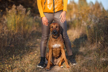 Rhodesian Ridgeback Sits In The Legs Of A Trainer Girl In The Autumn Field