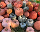 Fototapeta Dmuchawce - pumpkins and gourds