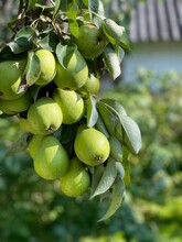 A Plentiful Harvest Of Pears On A Branch In The Garden On A Green Sunny Day