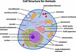 the diagram of Cell Structure Animal
