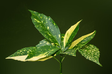 Sticker - Variegated leaves