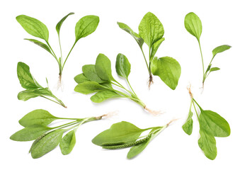 Set with fresh broadleaf plantain plants on white background