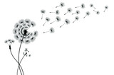 Fototapeta Dmuchawce - Dandelion parachutes by the wind on a white background
