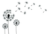 Fototapeta Dmuchawce - Dandelion parachutes by the wind on a white background

