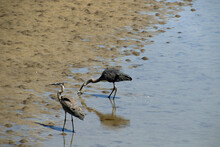 Two Great Blue Herons On A Sandy Beach