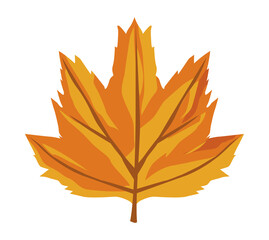 Wall Mural - autumn maple leaf