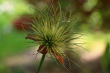 Fototapeta Dmuchawce - sasanka zwyczajna Anemone pulsatilla 