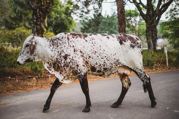 Wall Mural - beautiful cow in a pasture