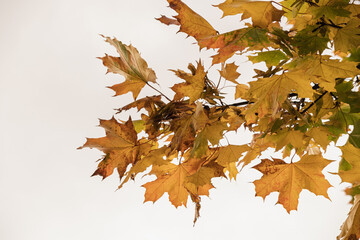 colourful yellow, orange, green and red autumn fall leaves on tree branches. seasonal outdoor autumn