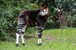© Ralph Lear - an Okapi giraffe standing in a field