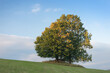 © Michal - Lonely green tree in the field. Autumn time before storm.
