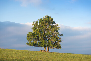 Wall Mural - Lonely green tree in the field. Autumn time before storm.