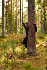 Wall Mural - brown bear hugging a tree in the forest environment