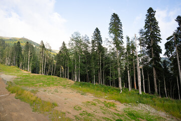 Wall Mural - Panoramic view of a glade in summer forest