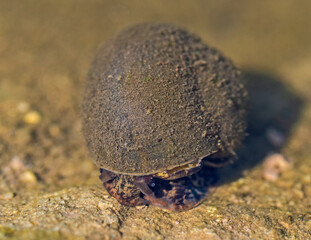 Aquatic freshwater snail at surface of river breathing