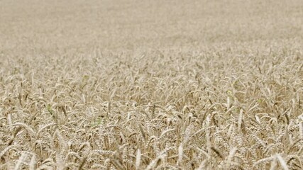 Wall Mural - Ripening ears of wheat. Wheat field, ears of wheat swaying from the gentle wind. Real time. Static.