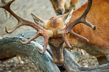 Wall Mural - A fallow deer rubbing its woods against a tree trunk in a natural park