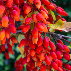 Sticker - Red Berberis vulgaris Fruits on branch in autumn garden, close up, macro. Red Ripe  European barberry berries ready for harvesting.