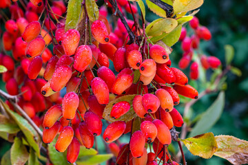 Poster - Red Berberis vulgaris Fruits on branch in autumn garden, close up, macro. Red Ripe  European barberry berries ready for harvesting.