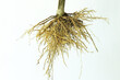Close up fibrous roots on a white background. A fibrous root system.