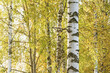 Birch tree coppice in autumn, white birch trees in autumn