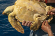 sea turtle with crab parasite