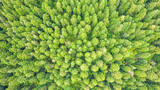 Fototapeta Na ścianę - Aerial top view on green forest trees in the Carpathians.