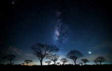 Vertical Milky Way With Stars,silhouette Tree In Africa.Tree Silhouetted Against A Setting Sun.Dark Tree On Open Field Dramatic Blue Night.Typical African Night With Acacia Trees In Masai Mara,Kenya.