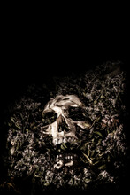 Human Skull Surrounded By Withered Flowers With Copy Space.