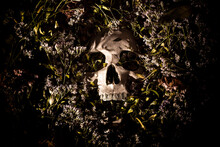 Human Skull Surrounded By Withered And Dried Flowers.